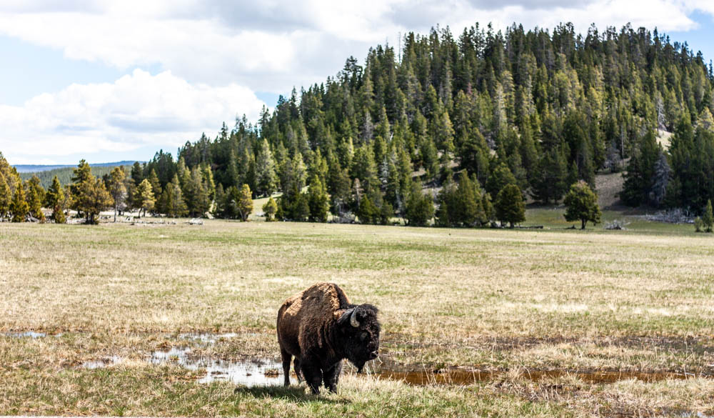 A Foodies Guide to Jackson Hole, Wyoming