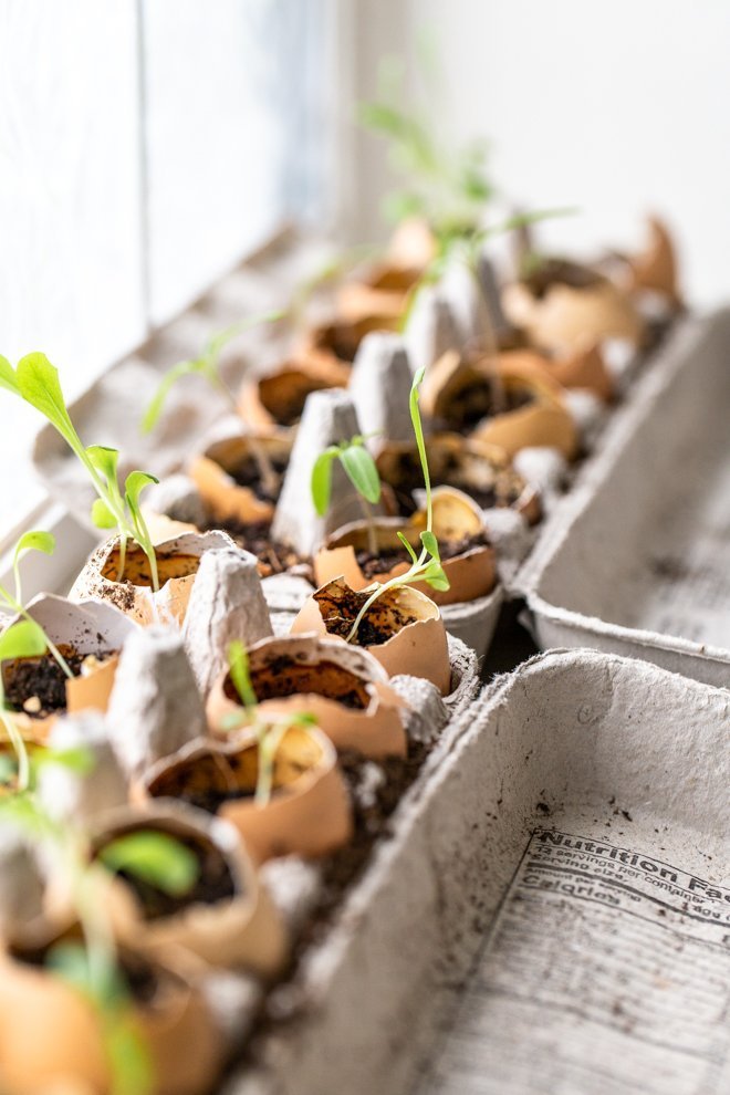 seeds sprouting out of eggshells in egg cartons by a bright window