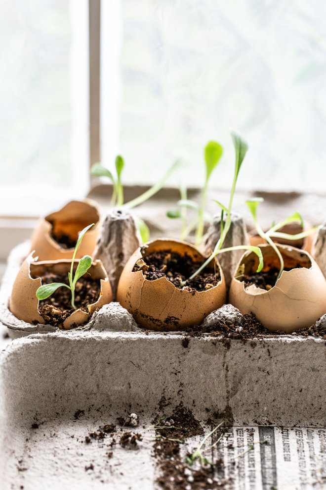 seeds sprouting out of eggshells in egg cartons by a bright window