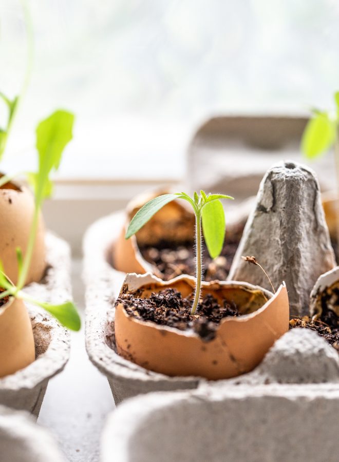 seeds sprouting out of eggshells in egg cartons by a bright window