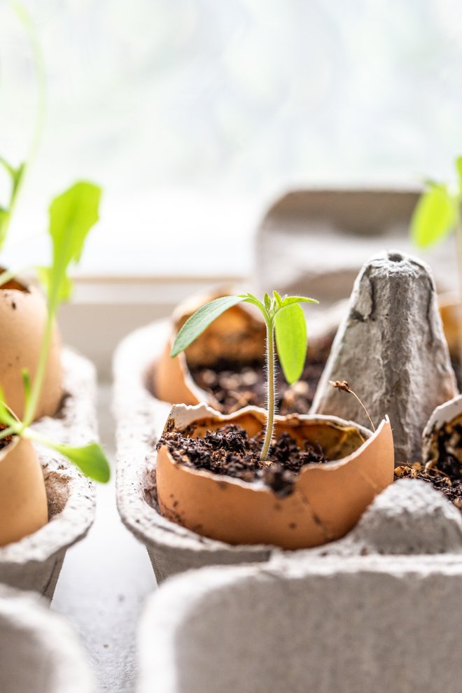seeds sprouting out of eggshells in egg cartons by a bright window