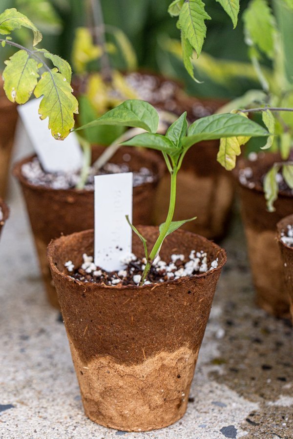 jalapeno pepper plant in a peat pot